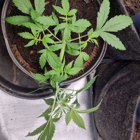 Sticky Orange XXL Automatic growlog timeline photo