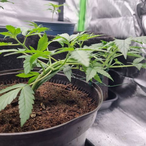 Sticky Orange XXL Automatic growlog timeline photo