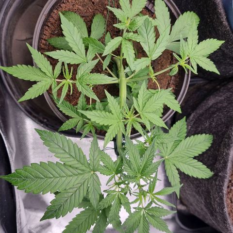 Sticky Orange XXL Automatic growlog timeline photo