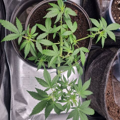 Sticky Orange XXL Automatic growlog timeline photo