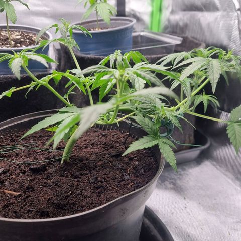 Sticky Orange XXL Automatic growlog timeline photo