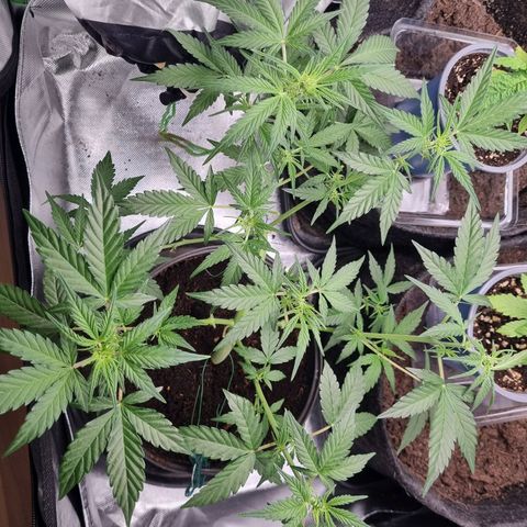 Sticky Orange XXL Automatic growlog timeline photo