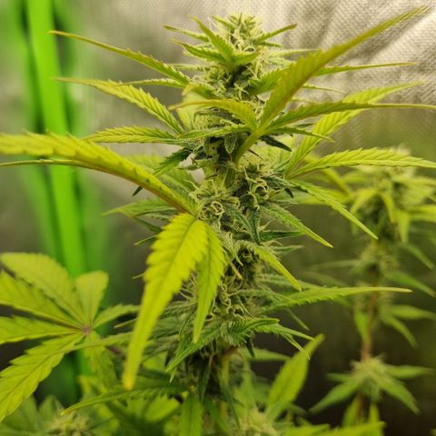 Sticky Orange XXL Automatic growlog timeline photo