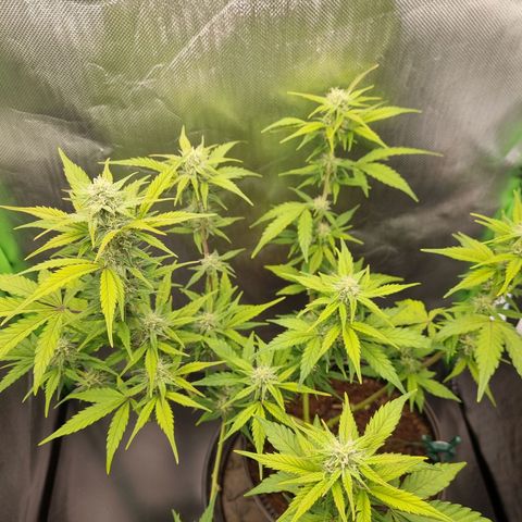 Sticky Orange XXL Automatic growlog timeline photo