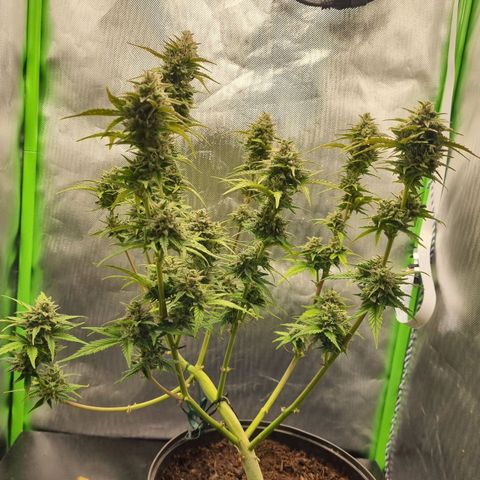 Sticky Orange XXL Automatic growlog timeline photo
