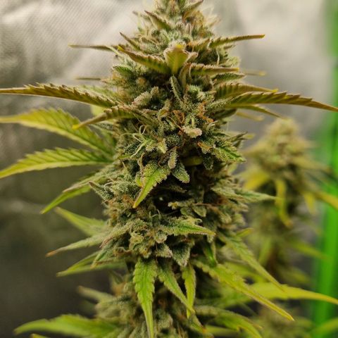 Sticky Orange XXL Automatic growlog timeline photo