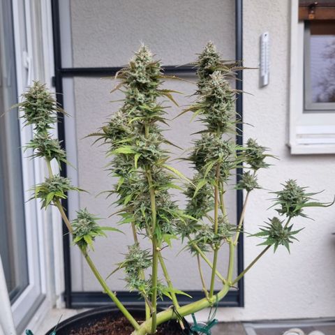 Sticky Orange XXL Automatic growlog timeline photo