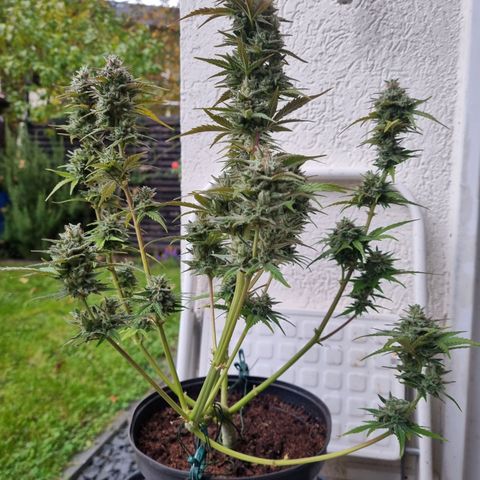 Sticky Orange XXL Automatic growlog timeline photo