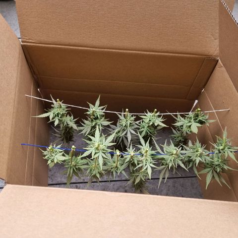 Sticky Orange XXL Automatic growlog timeline photo