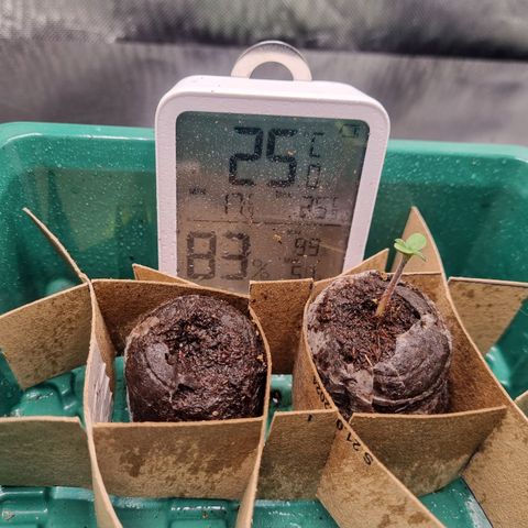 Strawberry Cola Sherbet Fast Version growlog timeline photo