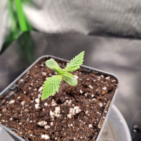Strawberry Cola Sherbet Fast Version growlog timeline photo
