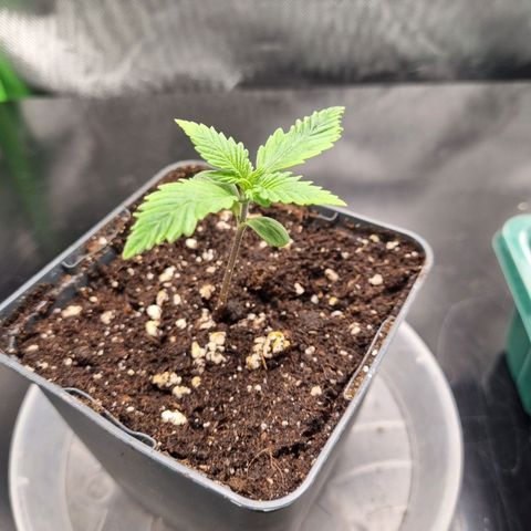 Strawberry Cola Sherbet Fast Version growlog timeline photo