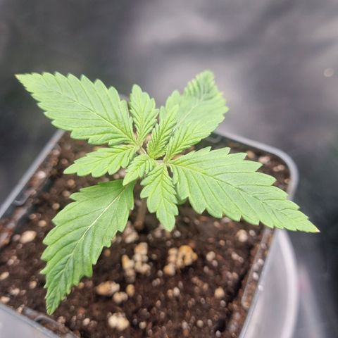 Strawberry Cola Sherbet Fast Version growlog timeline photo