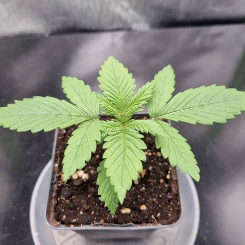 Strawberry Cola Sherbet Fast Version growlog timeline photo