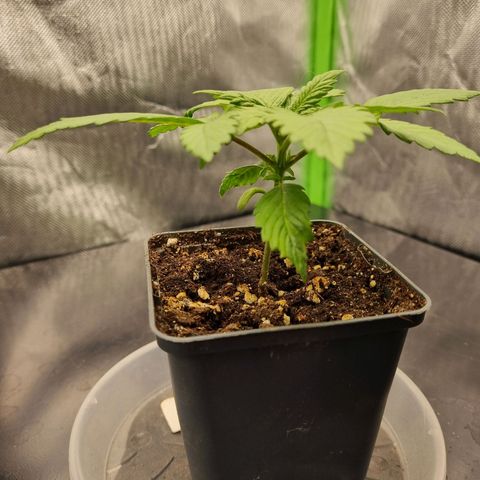 Strawberry Cola Sherbet Fast Version growlog timeline photo