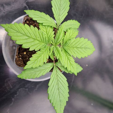 Strawberry Cola Sherbet Fast Version growlog timeline photo
