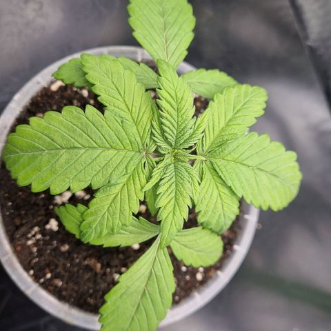 Strawberry Cola Sherbet Fast Version growlog timeline photo