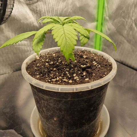 Strawberry Cola Sherbet Fast Version growlog timeline photo