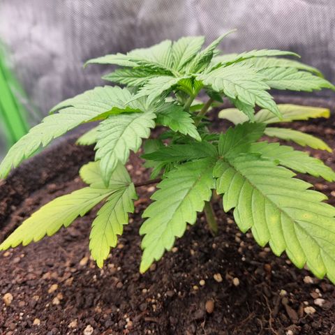 Strawberry Cola Sherbet Fast Version growlog timeline photo