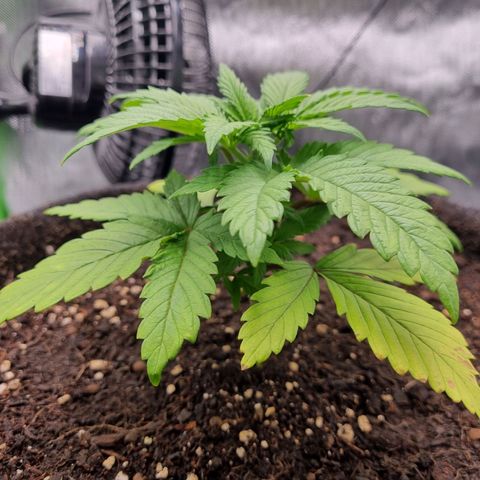Strawberry Cola Sherbet Fast Version growlog timeline photo