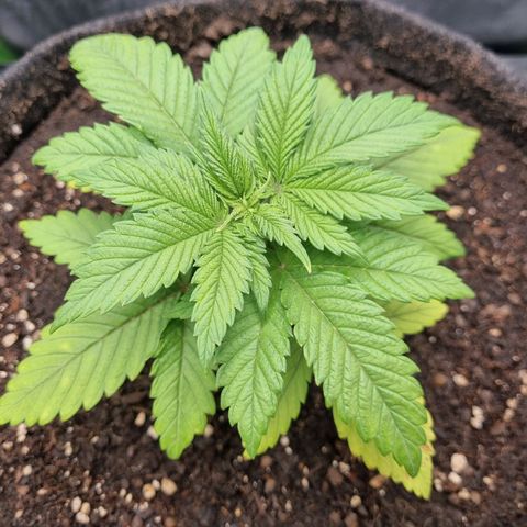Strawberry Cola Sherbet Fast Version growlog timeline photo