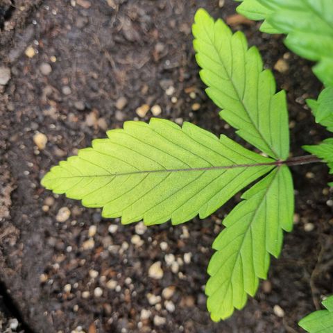 Strawberry Cola Sherbet Fast Version growlog timeline photo