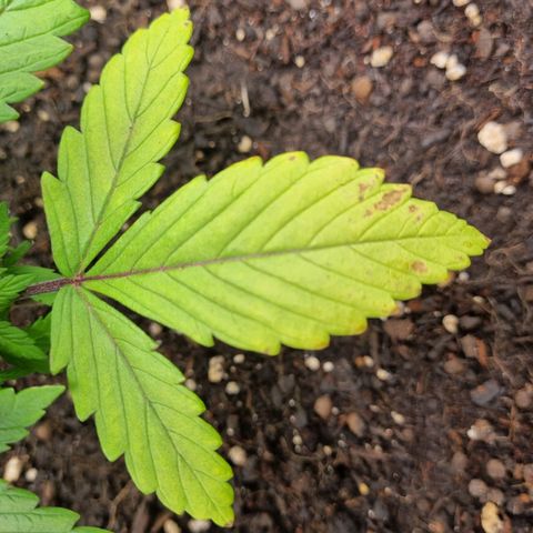 Strawberry Cola Sherbet Fast Version growlog timeline photo