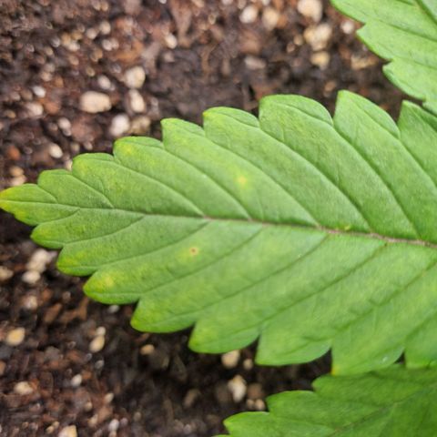 Strawberry Cola Sherbet Fast Version growlog timeline photo