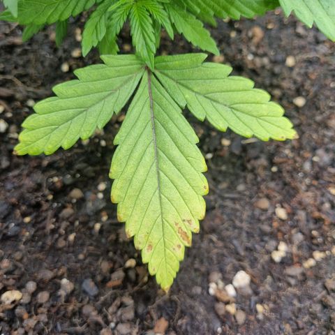 Strawberry Cola Sherbet Fast Version growlog timeline photo