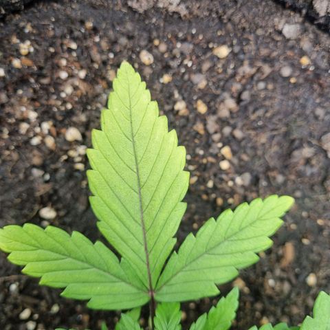 Strawberry Cola Sherbet Fast Version growlog timeline photo