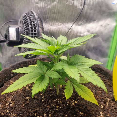 Strawberry Cola Sherbet Fast Version growlog timeline photo