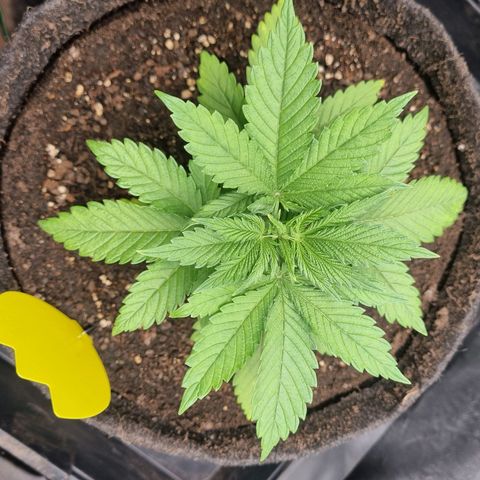 Strawberry Cola Sherbet Fast Version growlog timeline photo