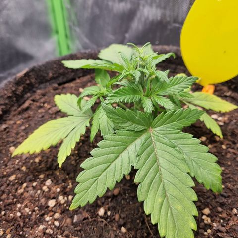 Strawberry Cola Sherbet Fast Version growlog timeline photo