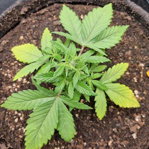Strawberry Cola Sherbet Fast Version growlog timeline photo