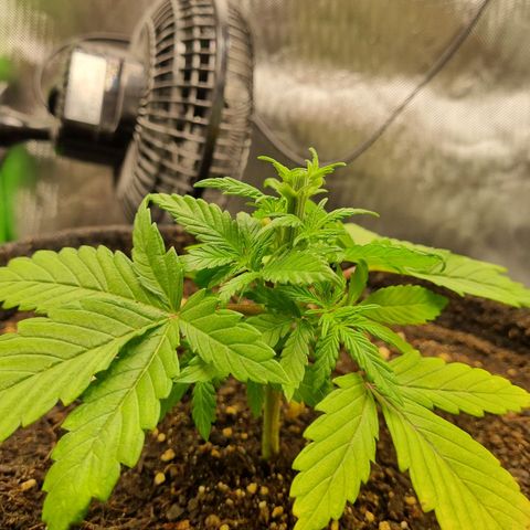 Strawberry Cola Sherbet Fast Version growlog timeline photo