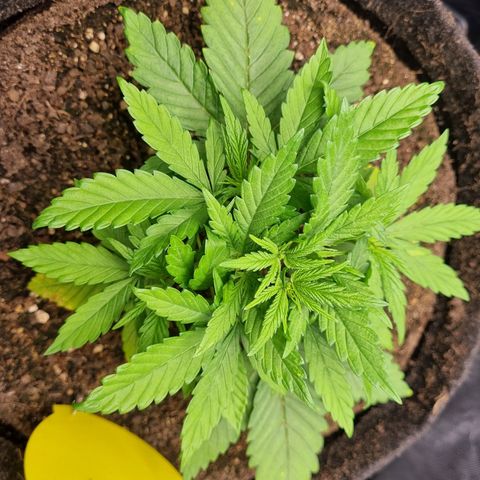 Strawberry Cola Sherbet Fast Version growlog timeline photo