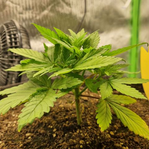 Strawberry Cola Sherbet Fast Version growlog timeline photo