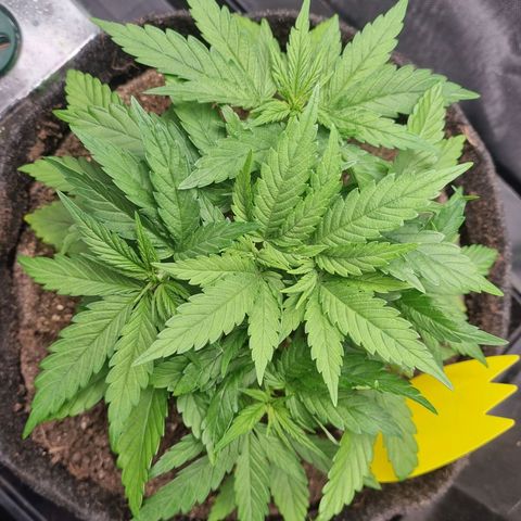 Strawberry Cola Sherbet Fast Version growlog timeline photo