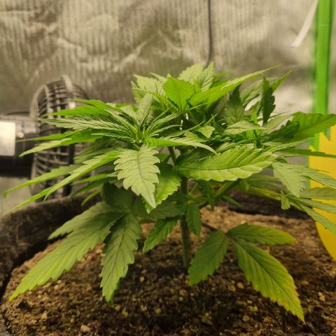 Strawberry Cola Sherbet Fast Version growlog timeline photo