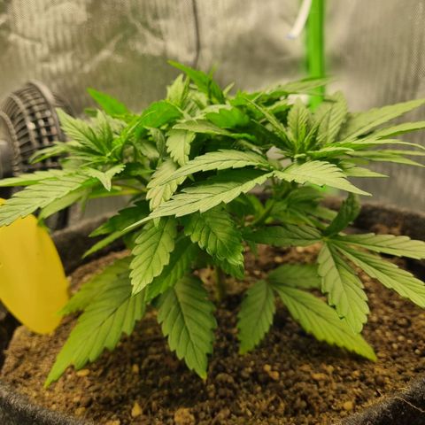 Strawberry Cola Sherbet Fast Version growlog timeline photo