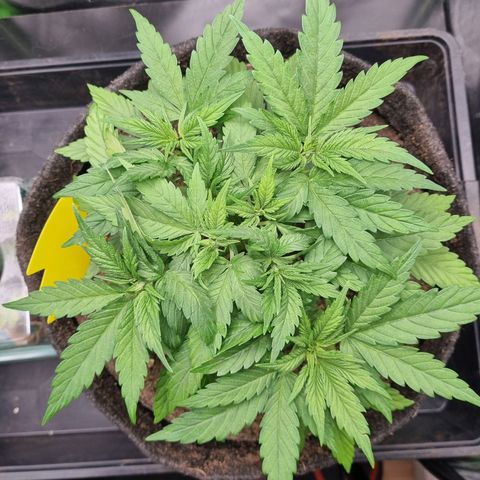 Strawberry Cola Sherbet Fast Version growlog timeline photo