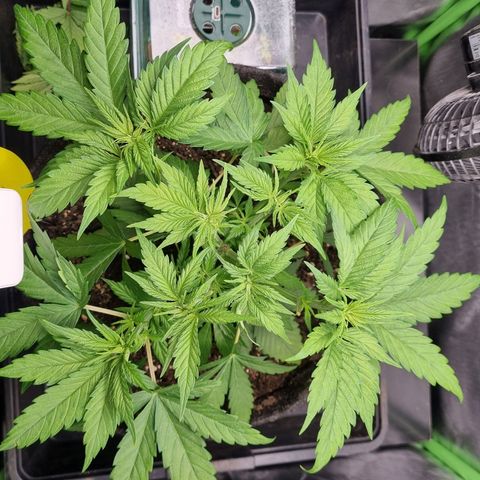 Strawberry Cola Sherbet Fast Version growlog timeline photo