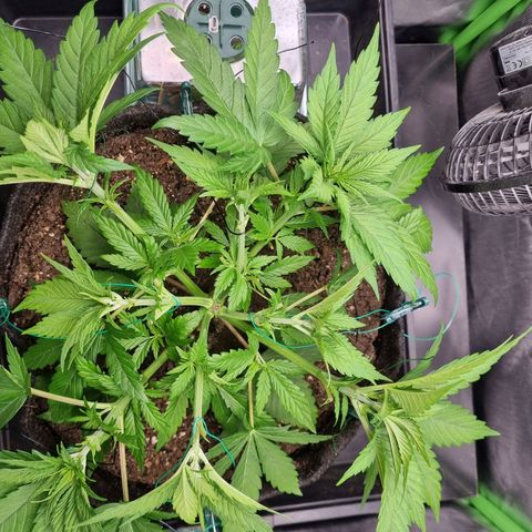 Strawberry Cola Sherbet Fast Version growlog timeline photo