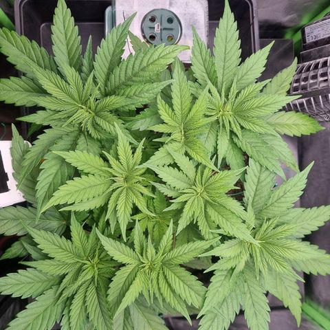 Strawberry Cola Sherbet Fast Version growlog timeline photo