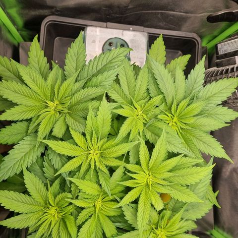 Strawberry Cola Sherbet Fast Version growlog photo: Abstand zur Lampe 38cm