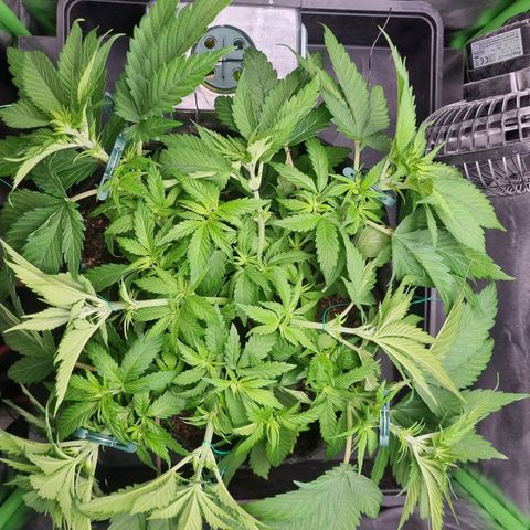 Strawberry Cola Sherbet Fast Version growlog timeline photo