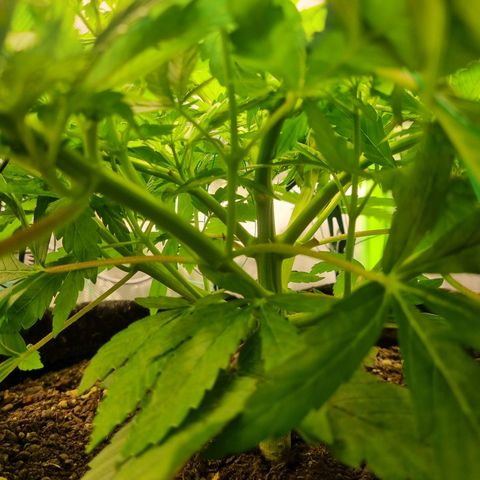 Strawberry Cola Sherbet Fast Version growlog photo: Abstand Lampe 32cm