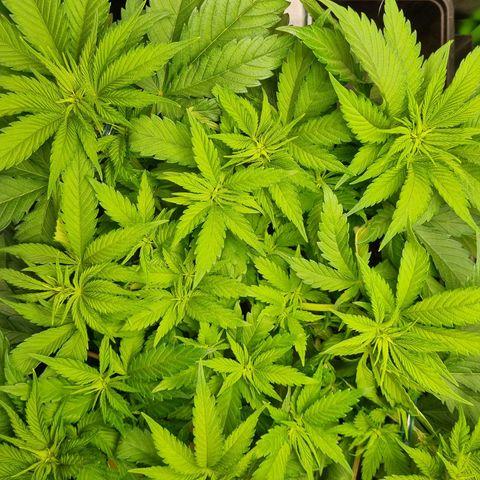 Strawberry Cola Sherbet Fast Version growlog photo: Abstand Lampe 32cm