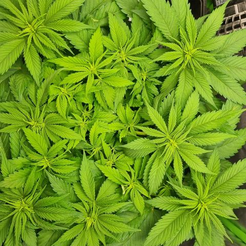 Strawberry Cola Sherbet Fast Version growlog timeline photo