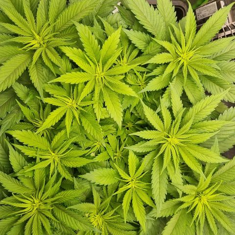 Strawberry Cola Sherbet Fast Version growlog timeline photo